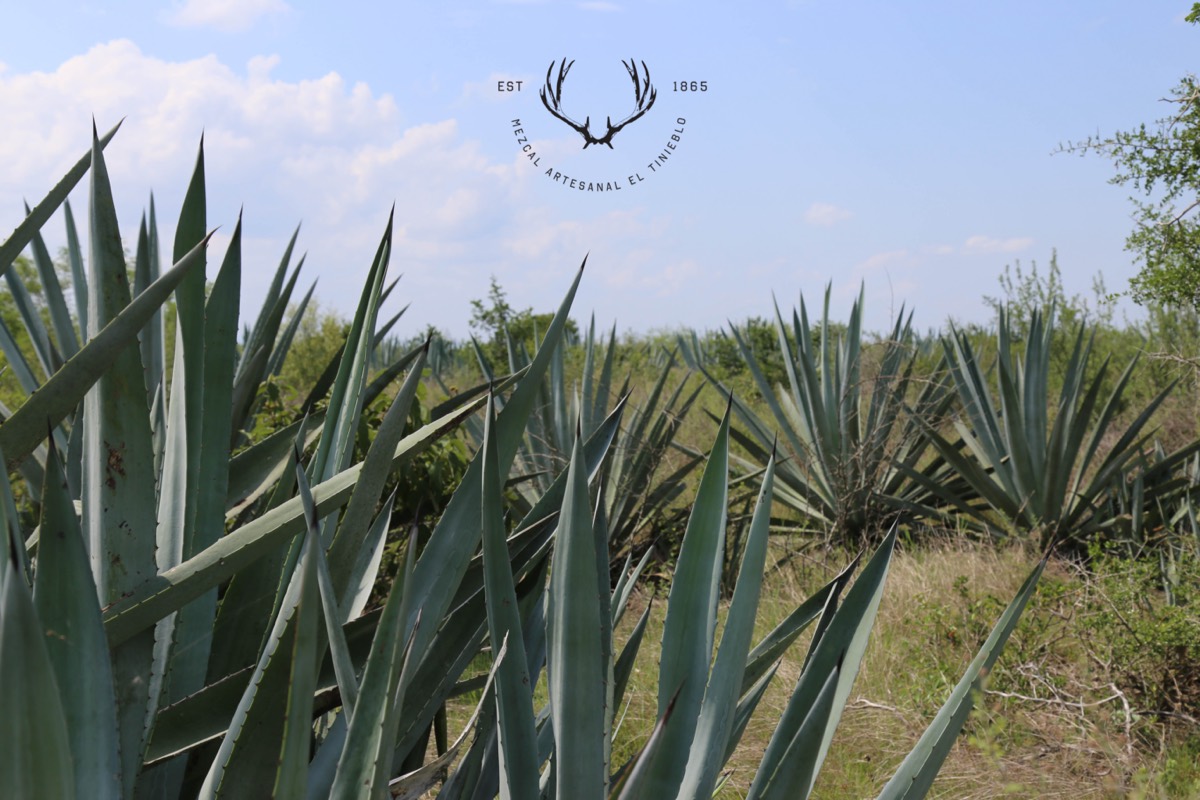 Agave field under the El Tinieblo brand mark